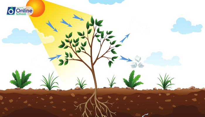 Lesson 05: Photosynthesis: The Foundation of Life's Energy Pyramid